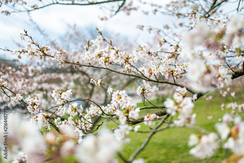 Photography Cherry trees bloom with delicate blossoms in Chiune Sugihara Sakura Park in Vilnius, Lithuania