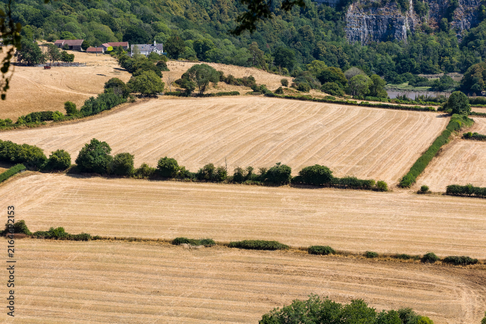 Fototapeta premium Parched yellow crop fields during summer drought, hedgerows dividing arable farmland with rural farmhouse nestled beneath wooded limestone cliffs
