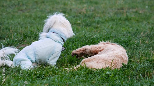 A Bolognese puppy wearing blue clothes and a light brown poodle wrestle, roll, and play joyfully together on a green park lawn on a sunny day.