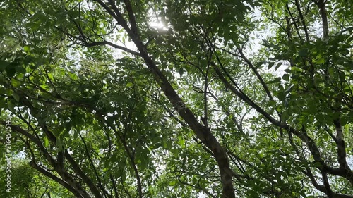 初夏の木漏れ日の中で揺れる青々とした新緑の枝葉　穏やかな光が差し込む癒しの森の風景　文字入れ用の余白があるヒーリング効果の高いプレゼン資料の背景や広告用の映像素材