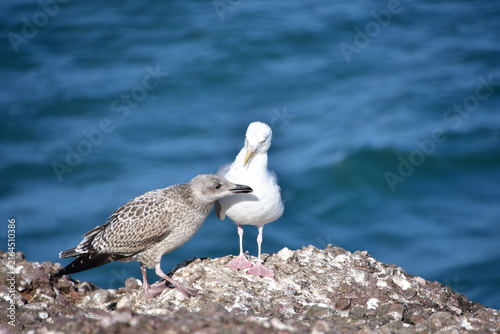 Seagulls on a rock, Dunmore East, Co. Wexford, Ireland