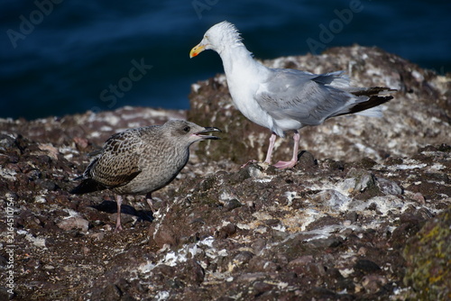 Seagulls on a rock, Dunmore East, Co. Wexford, Ireland