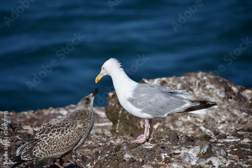 Seagulls on a rock, Dunmore East, Co. Wexford, Ireland