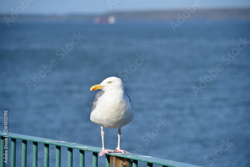 Seagull on a pier fence , Dunmore East, Co. Wexford, Ireland