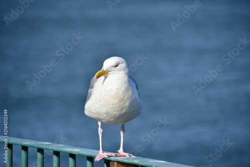 Seagull on a pier fence , Dunmore East, Co. Wexford, Ireland