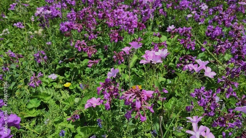 Vibrant field of purple alpine wildflowers blooming under sunlight at Shkhara glacier in Svaneti, Georgia, capturing natural beauty, spring growth, botanical background