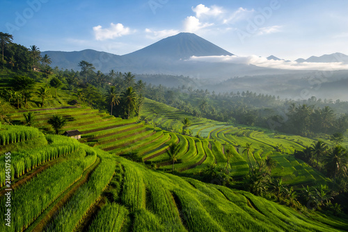 Photography Lush Green Rice Terraces with Mountain Landscape in Rural Indonesia