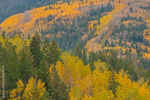 Autumn landscape of aspens and conifers, Elk Mountains, Colorado, USA