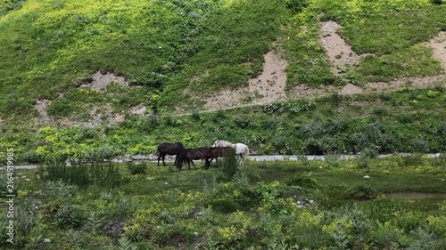 Wild horses grazing on a lush green mountain slope near Shkhara glacier in Svaneti region Georgia, domestic animals in natural alpine pasture, ecotourism and sustainable travel concepts