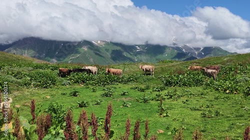 Cattle grazing in high mountain green meadows of Svaneti near Koruldi lakes, agricultural background, farming in Caucasus mountains