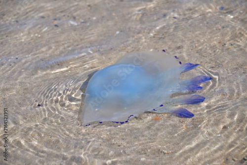Jellyfish in the sea, Curracloe Beach, Co. Wexford, Ireland