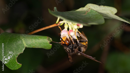 Quadro su tela Asian Hornet - Invasive Hornet - Close Up for Articles about Nature - Taken in G