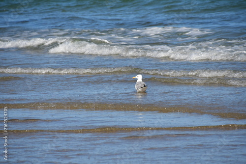 Seagull in the sea, Curracloe Beach, Co. Wexford, Ireland