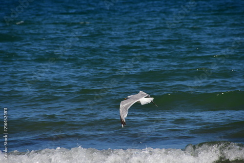 Seagull in the sea, Curracloe Beach, Co. Wexford, Ireland
