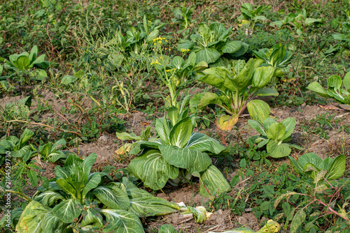 Fotografía Green bok choy plant growing in soil, top view of organic mustard cabbage vegeta