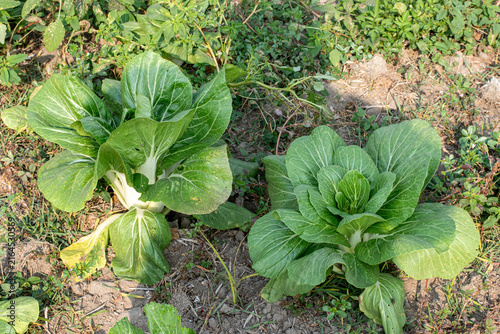 Canvastavla Green bok choy plant growing in soil, top view of organic mustard cabbage vegeta