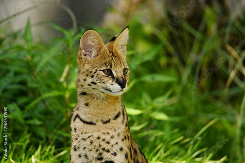 Картината върху платно Close-up of a Serval (Leptailurus serval)