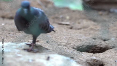 A beautiful close-up of a pigeon searching for food and pecking at tiny pieces of food on the ground. Captured in crisp 4K detail.