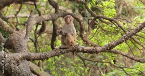 Macaques in nature. Macaques constitute a genus (Macaca) of gregarious monkeys. Macaques are found in a variety of habitats throughout the Asian continent and are highly adaptable.