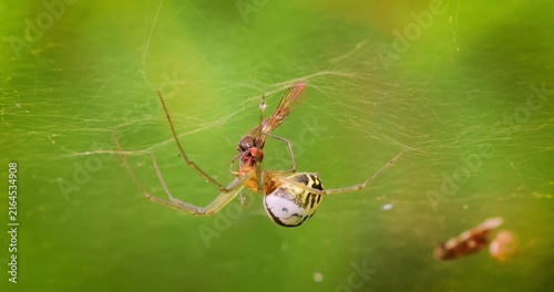 Close-up of spider (Linyphia hortensis) on web eats its prey.