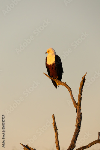 Photography a fish eagle perched in a dead tree