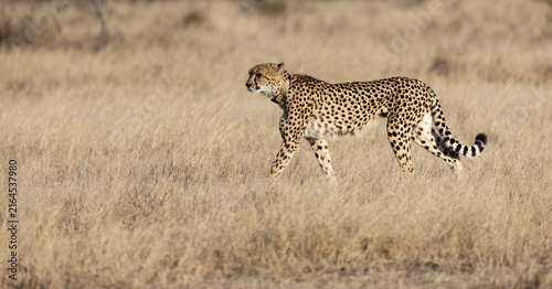 a female cheetah with a tracking collar