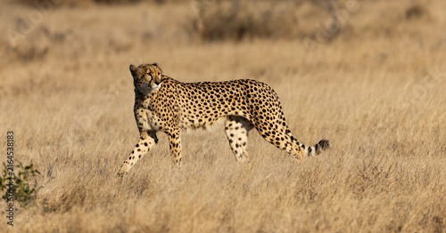 a female cheetah with a tracking collar