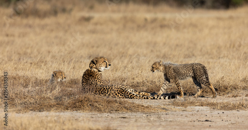 a cheetah mother and her cubs