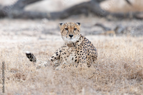 Canvas Print a female cheetah with a tracking collar