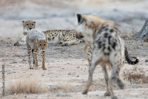 Spotted hyena and Cheetah family interaction
