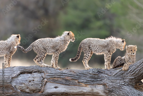 cheetah cubs on top of a fallen tree