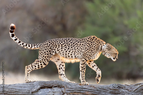 Canvas Print a female cheetah with a tracking collar