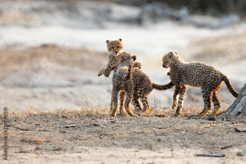 Canvas Print the young cheetah cubs playing with each other
