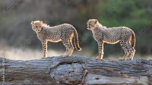 Two cheetah cubs playing on a fallen tree