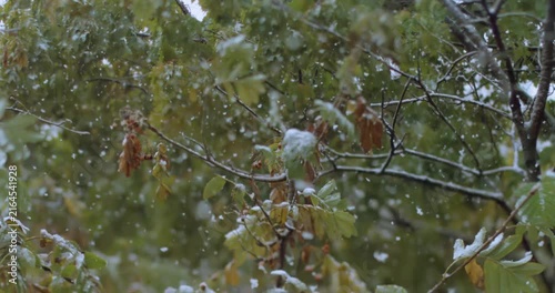 The first autumn snow falls on the leaves of the tree. Shot on super slow motion camera 1000 fps.