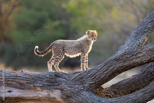 a young cheetah cub on a big fallen dead tree