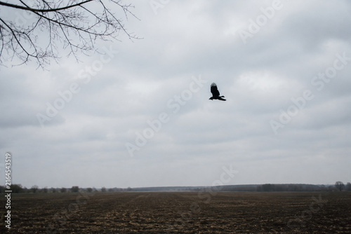 Black crow flying over empty plowed field under overcast sky, omen and augury concept