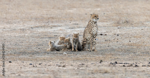 a cheetah mother with her cubs