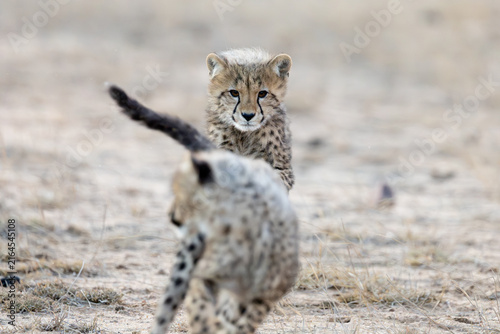 cheetah cubs chasing each other