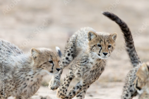 cheetah cubs chasing each other