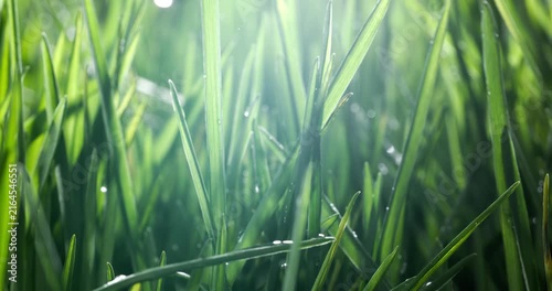 Green grass close-up raindrops slowly falling on the grass. Shot on super slow motion camera