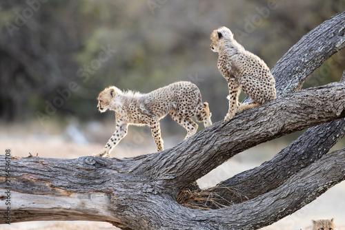 Two cheetah cubs playing on a fallen tree