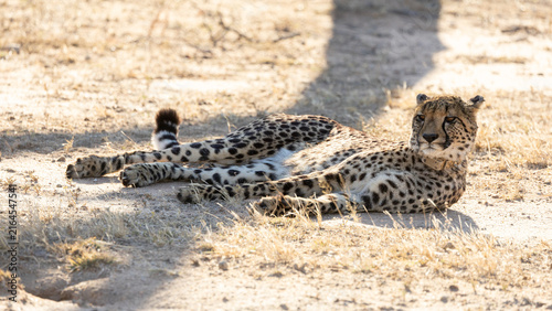 Bild auf Leinwand a female cheetah with a tracking collar