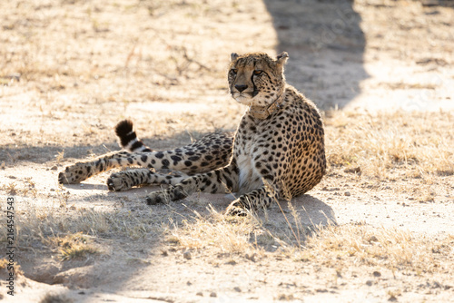 Photography a female cheetah with a tracking collar