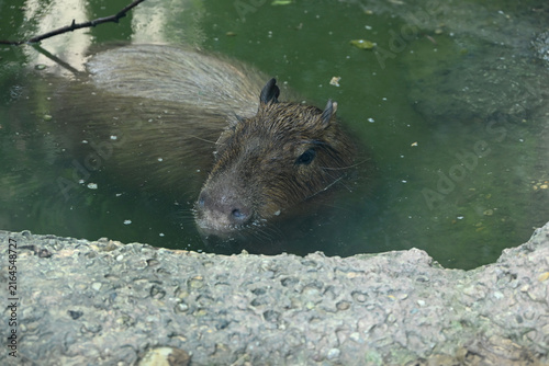 A capybara partially submerged in green pond water rests near the stone edge  