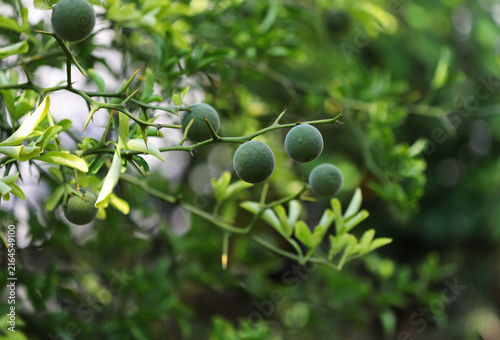 Trifoliage orange, poncirus, Citrus trifoliata