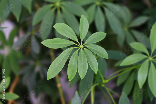 Dwarf umbrella tree (Schefflera arboricola)