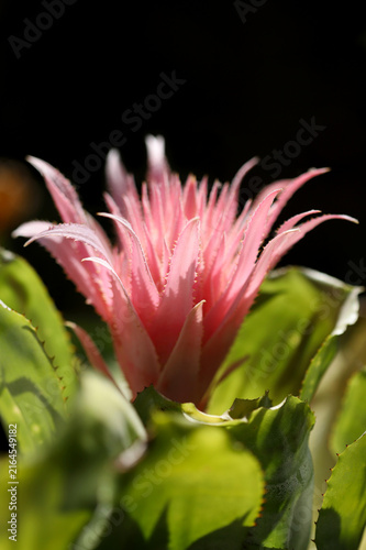 Urn plant close up (Aechmea fasciata)
