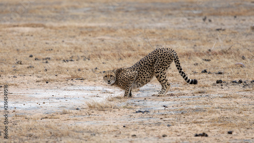 Obraz na płótnie a cheetah drinking water after the rains