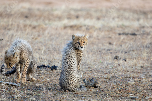 Canvas Print a young cheetah cub on high alert